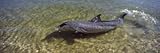 IMAGE OF Bottle-Nosed Dolphin in Sea, Monkey Mia, Shark Bay Marine Park, Perth, Western Australia, Australia Photographic Poster Print by Panoramic Images , 20x60