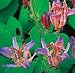 Tricyrtis f. 'Seiryu' - Toad Lily