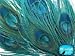 5 Pieces – Turquoise Blue Bleached & Dyed Peacock Tail Eye Feathers 10-12” Long Halloween Craft Supply | Moonlight Feather