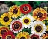 Painted Daisy Flower Seeds - 3,000 Seeds in Each Packet with