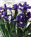 Blue Iris Bouquet