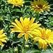 Early Sunflower (Heliopsis helianthoides) - Jumbo Wildflower Seed Packet