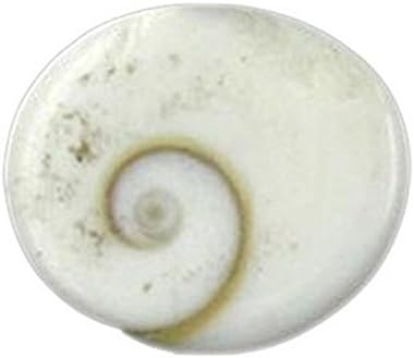 SHOPOJ White Gomti Chakra Natural Standard