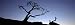 Silhouette of a Limber Pine Tree, Crowsnest Pass, Alberta, Canada Photographic Poster Print by Panoramic Images , 36x12