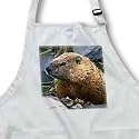 Wild animals - Groundhog - Aprons
