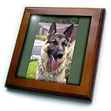 Dogs German Shepherd - German Shepherd Portrait - Framed Tiles