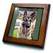 German Shepherd Portrait - 8x8 Framed Tile