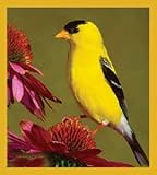 Goldfinch - American Bookmark