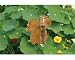 Flamed Copper Rain Gauge - Squirrel