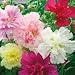 SUTTONS SEEDS: Hollyhock Showgirls (55 seeds)