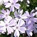 Creeping Phlox subulata Blue Emerald plants {24 Pots - 3 1/2 in., $3.77 each plant}