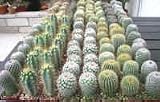 Cactus Mini Plants Mixt Flat for weddings