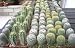 Cactus Flat 64 plants