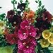 Hollyhock Giant Single Mixed by Mr Fothergills