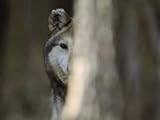 A Captive Mexican Gray Wolf Peers from Behind a Tree Trunk Premium Photographic Poster Print by Joel Sartore, 12x16