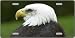 Bald Eagle Full Color Photography License Plates Plate Plates Tag Tags auto vehicle car front