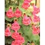 Mystic Rose Angels Trumpet 20 Seeds/Seed-Asarina