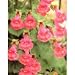 Mystic Rose Angels Trumpet 20 Seeds/Seed-Asarina