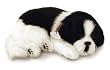 Border Collie Puppy