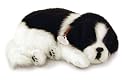 Perfect Petzzz-Border Collie