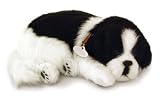 Perfect Petzzz Border Collie