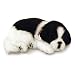 Border Collie Puppy