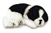 Perfect Petzzz Border Collie