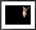 Cougar (Felis Concolor), Aka Puma or Mountain Lion, Arizona-Sonora Desert Museum, Tucson, U.S.A. Photography Framed Art Poster Print by Mark Newman, 22x18