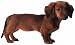   - Dachshund Extra Large Die Cut Photographic Magnet