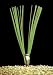 Smi-Carr Stake Chaser Green (Case) 6-IN #GM60S