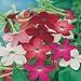 Nicotiana - Sensation Mixed