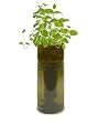 Grow Bottle -Mint
