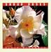 Book Shrub Roses (Mcdonald, Elvin. Rose Garden Series.)