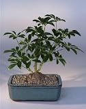 Hawaiian Umbrella Bonsai Tree - In Lava Rock/Bonsai Pot .(arboricola schefflera luseanne).