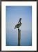 A pelican perches atop a dock piling Subject Framed Art Poster Print by Skip Brown, 21x29