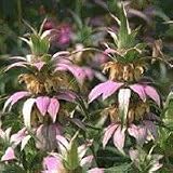Spotted Bee Balm (Monarda punctata) - Jumbo Wildflower Seed Packet