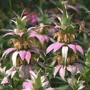 Spotted Bee Balm (Monarda punctata) - Jumbo Wildflower Seed Packet