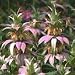 Spotted Bee Balm (Monarda punctata) - Jumbo Wildflower Seed Packet