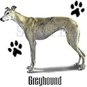 Greyhound Womens Scoop Neck T-Shirt