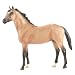 Thoroughbred Cross - Buckskin