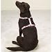 Kitchen & Housewares : GREEN -Adjustable Camo Dog Harnesses