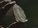Hand Holding an Indian Arrowhead Art Styles Photographic Poster Print by Todd Gipstein, 16x12
