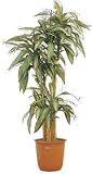 観葉植物ピュアメイト 幸福の木 150cm  山崎産業