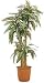 観葉植物ピュアメイト 幸福の木 150cm