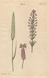 IMAGE OF FLOWER SPIKES, Plate 64 Illustration by John Miller Botanical Studies from 1789 Poster print. Featured plants: Cat's Tail Grass, Verbena, French Lavender.