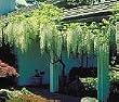Wisteria White Five Gallon
