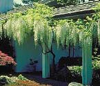 Wisteria White Five Gallon