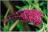 Buddleia Royal Red Schmetterlingsflieder 60-100 cm