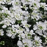 【耐寒性】【宿根草】　イベリス　2株セット　　【コンテナガーデン】【ロックガーデン】