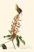 Kitchen & Housewares : Carolinwren Art Print Poster By John James Audubon, 11 " x 17 "